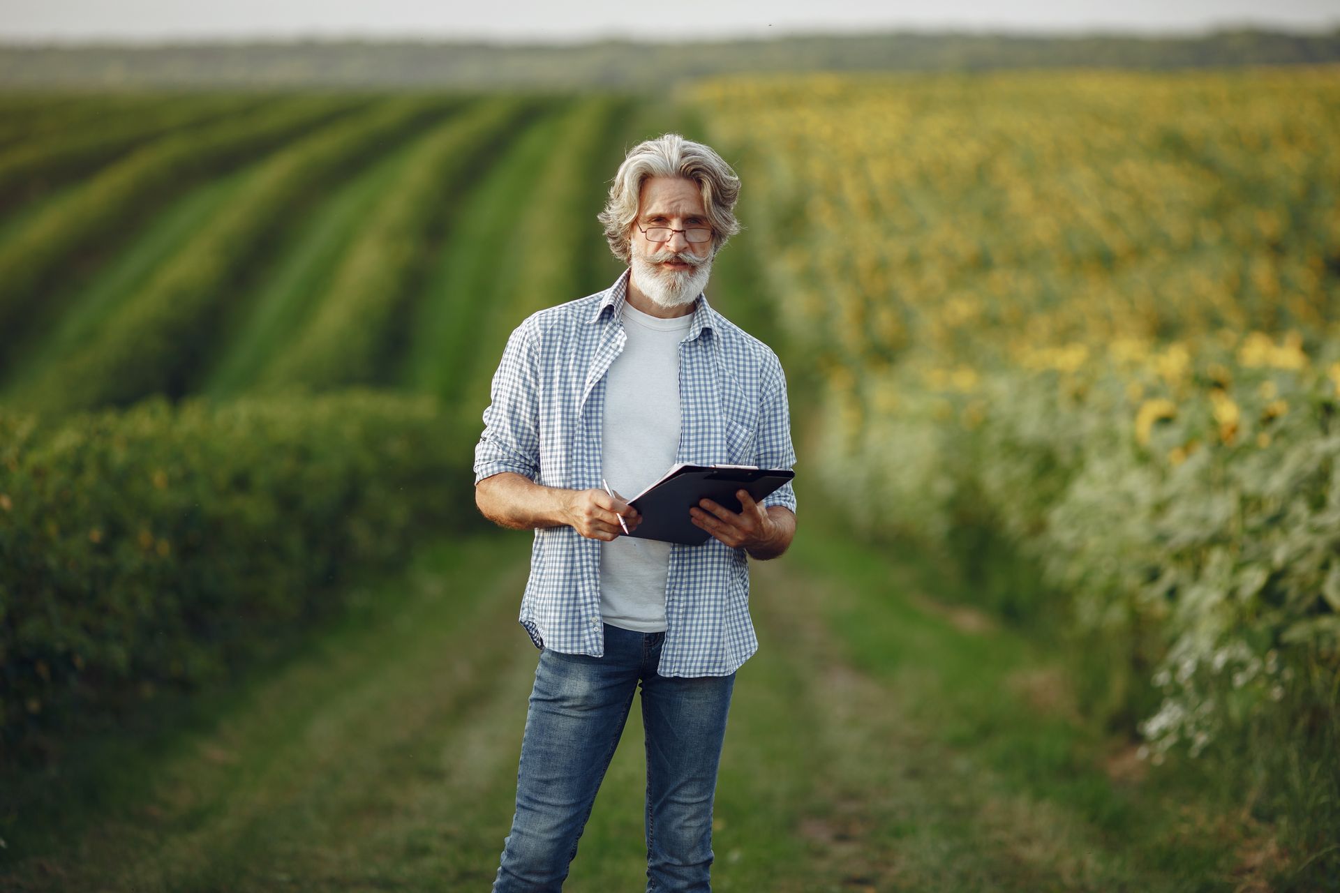 Farmer using a tablet for crop management in a sunflower field