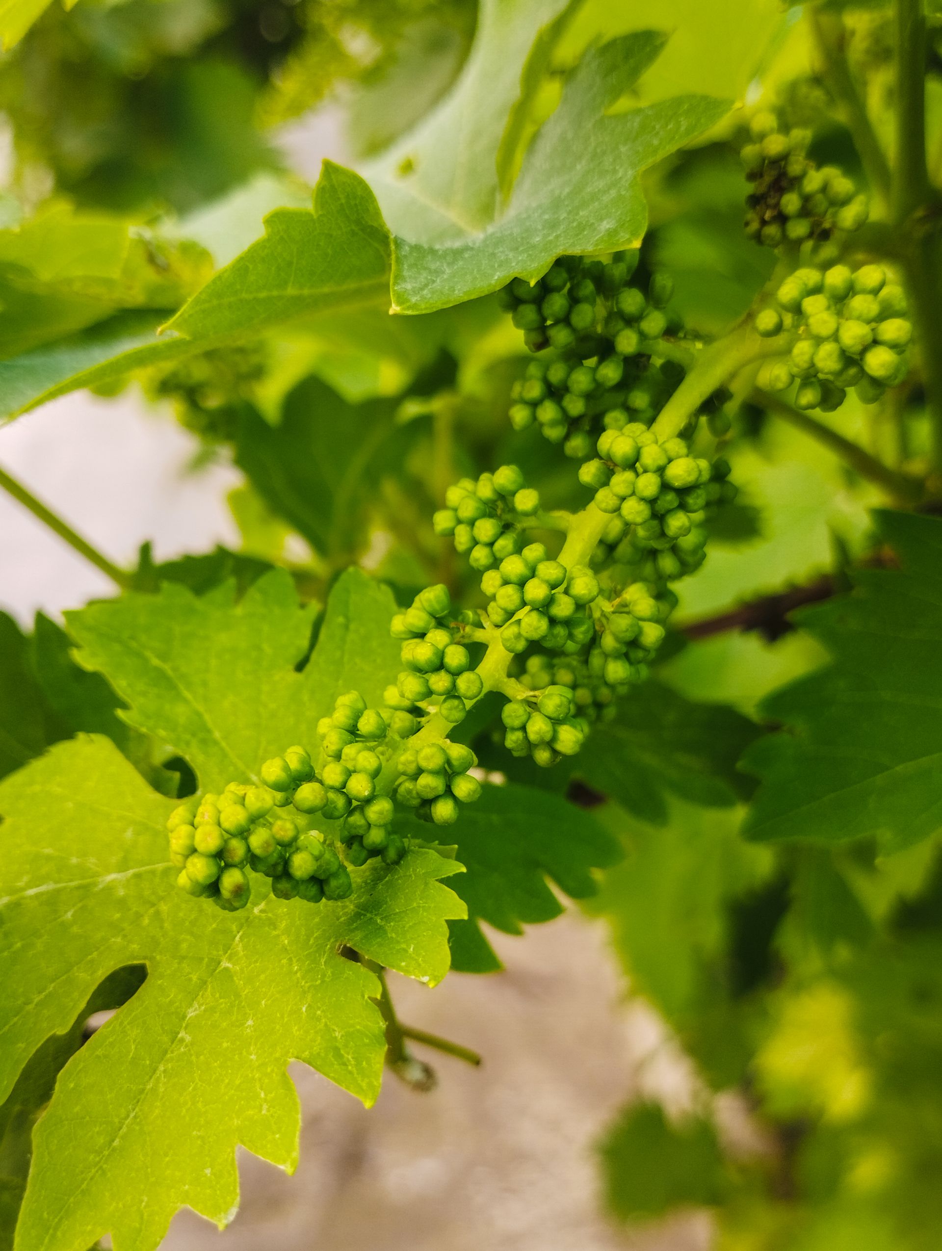 Close-up of a green grapevine in a vineyard