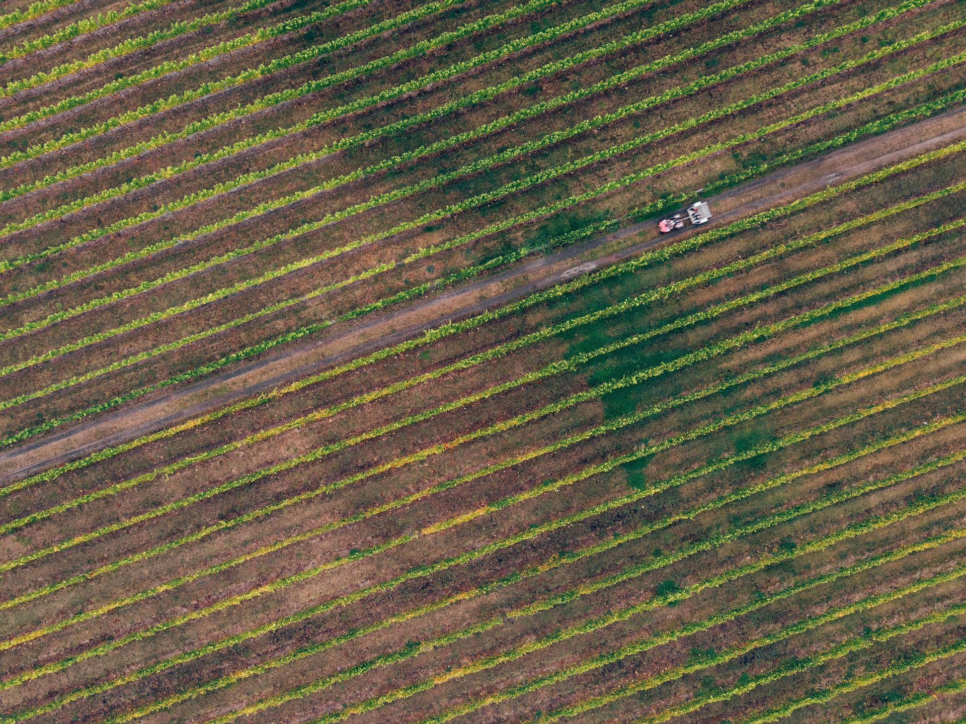 Overhead view of vineyard rows with a tractor on a dirt path